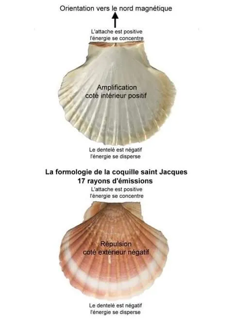 Schéma expliquant l'orientation de la coquille.